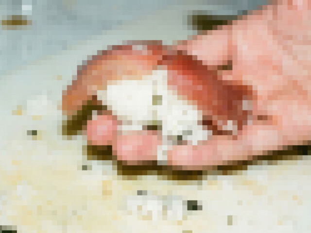 握り寿司にモザイク