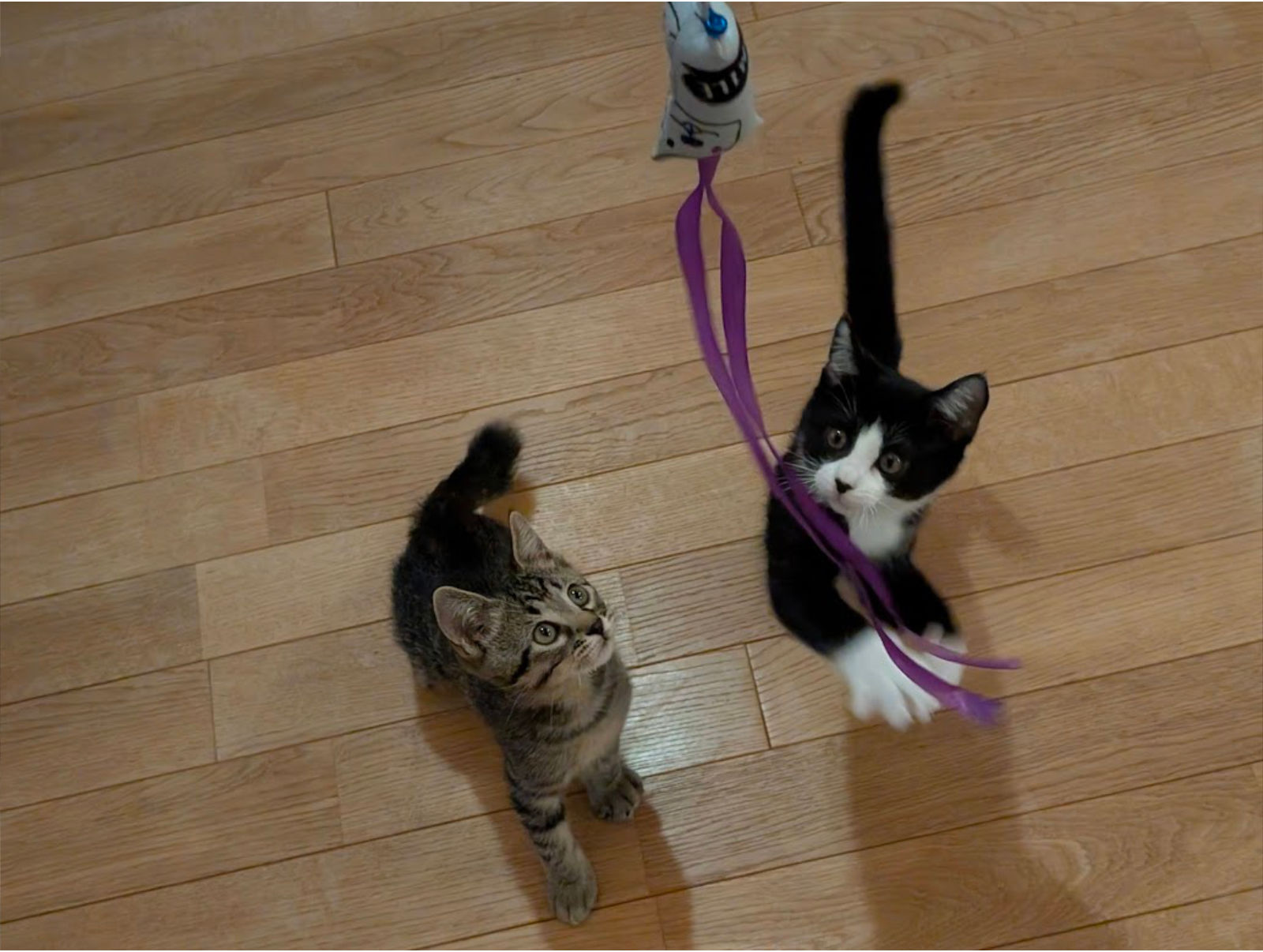 じゃれる子猫